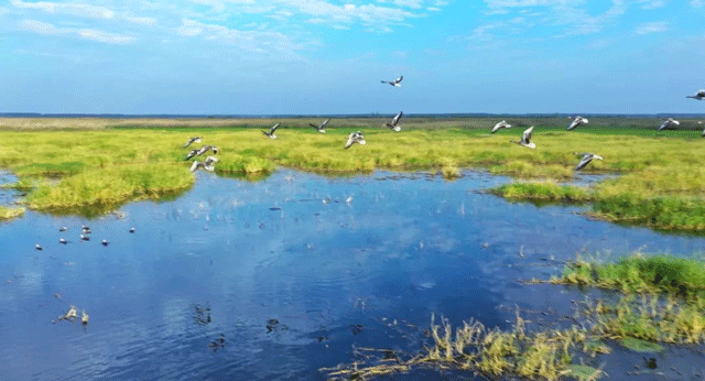 زمبابوے